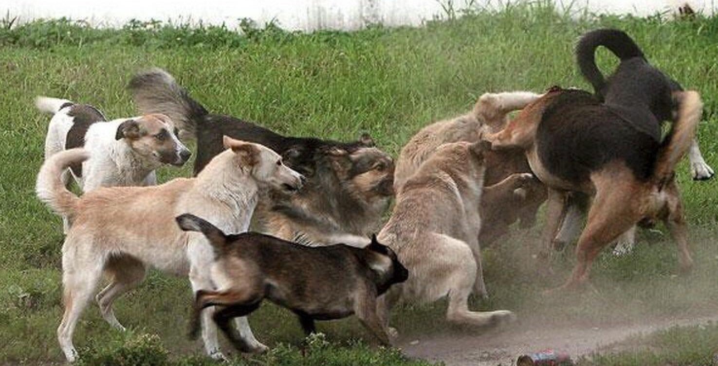 Стая бродячих собак